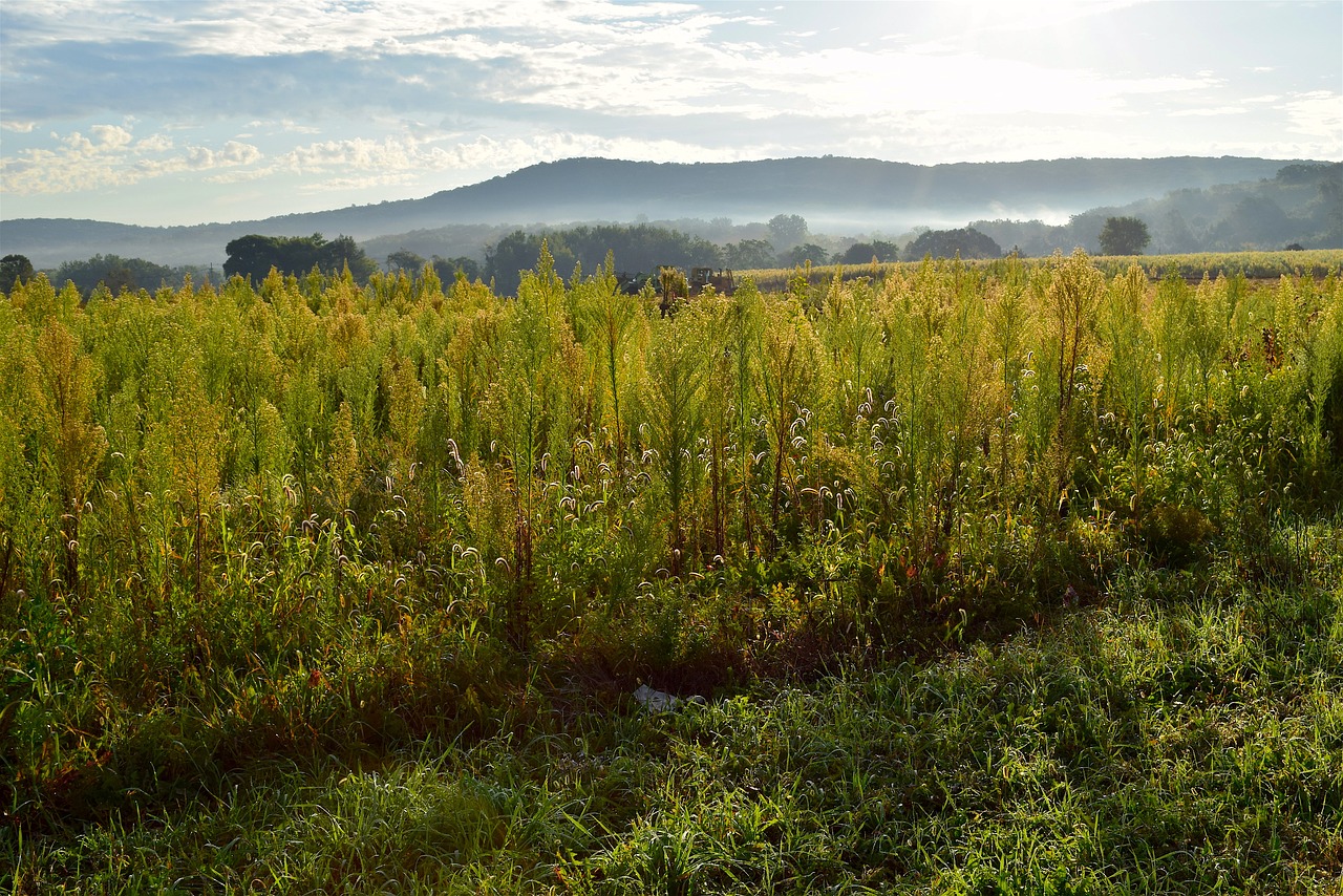 sunrise field sky free photo