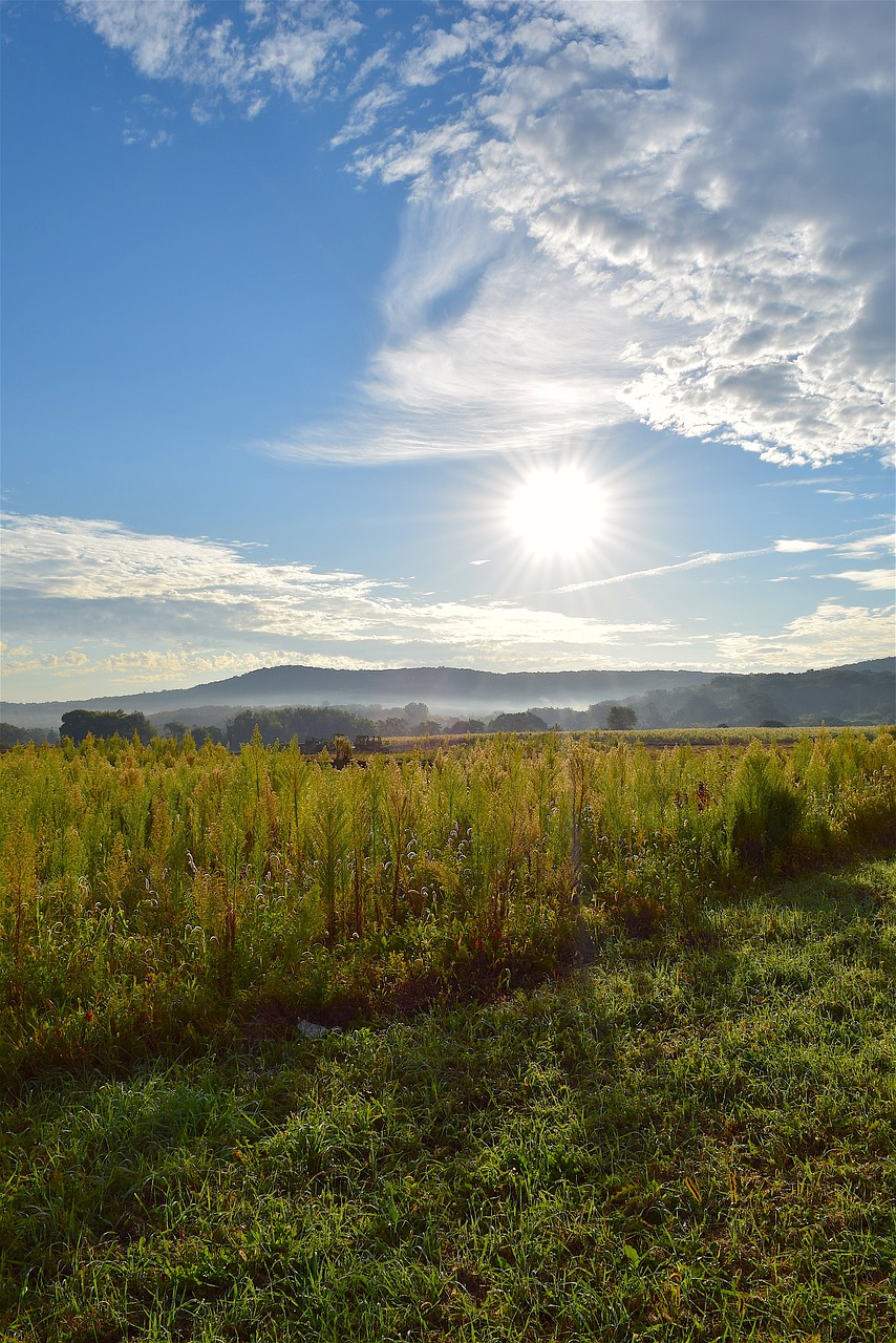 sunrise field sky free photo