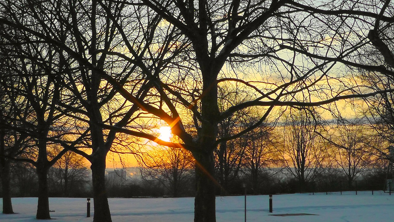 sunrise trees park free photo