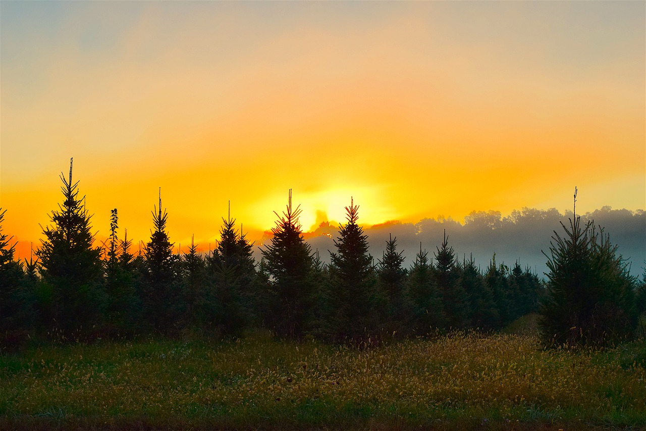 sunrise mist field free photo