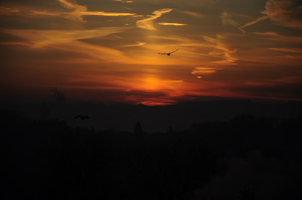 sunrise bird clouds free photo