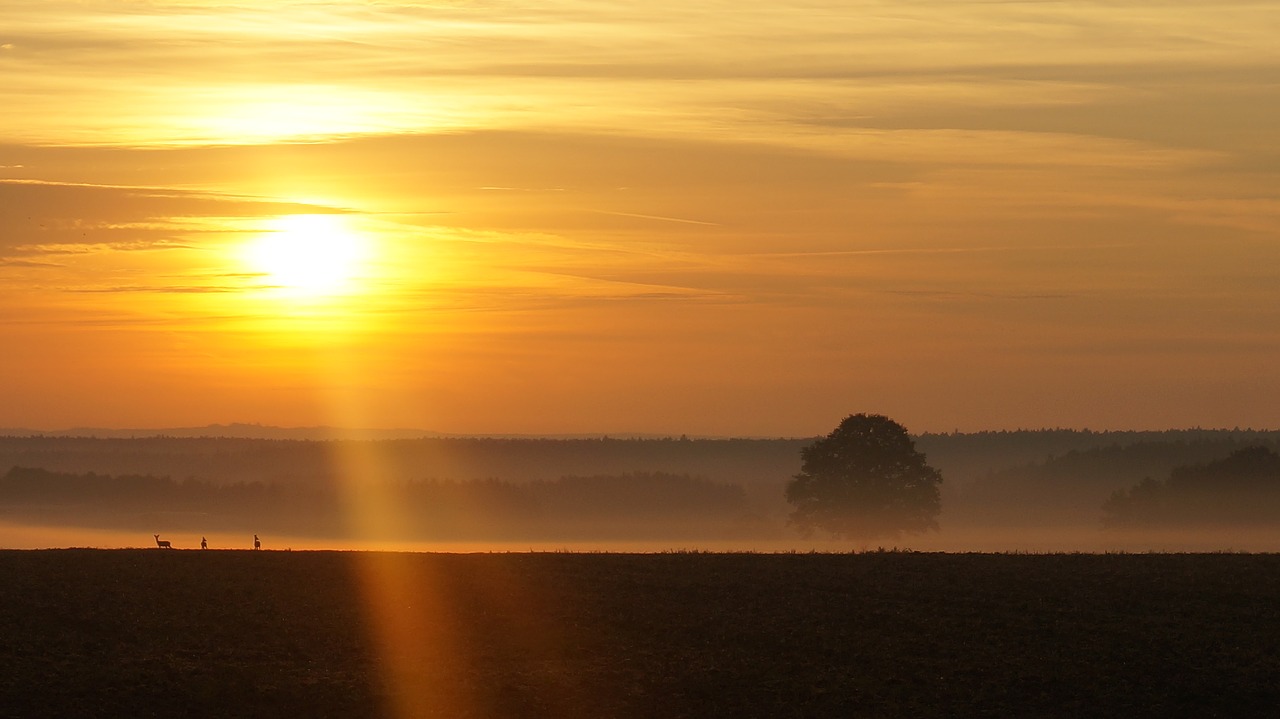 sunrise deer fog free photo