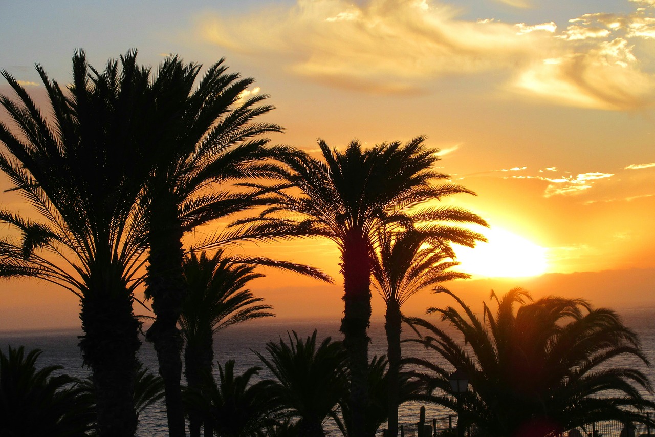 Sunrise,palm trees,sea,free pictures, free photos - free image from ...