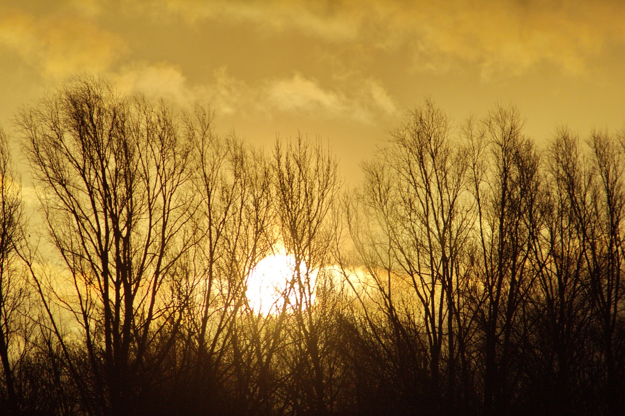 sunrise morning tree free photo