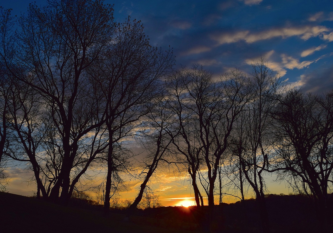 sunrise silhouette trees free photo