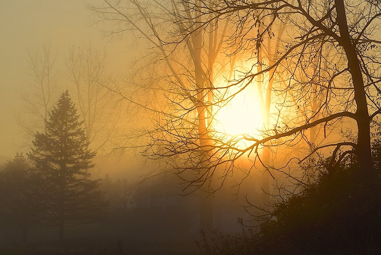 sunrise fog tree free photo