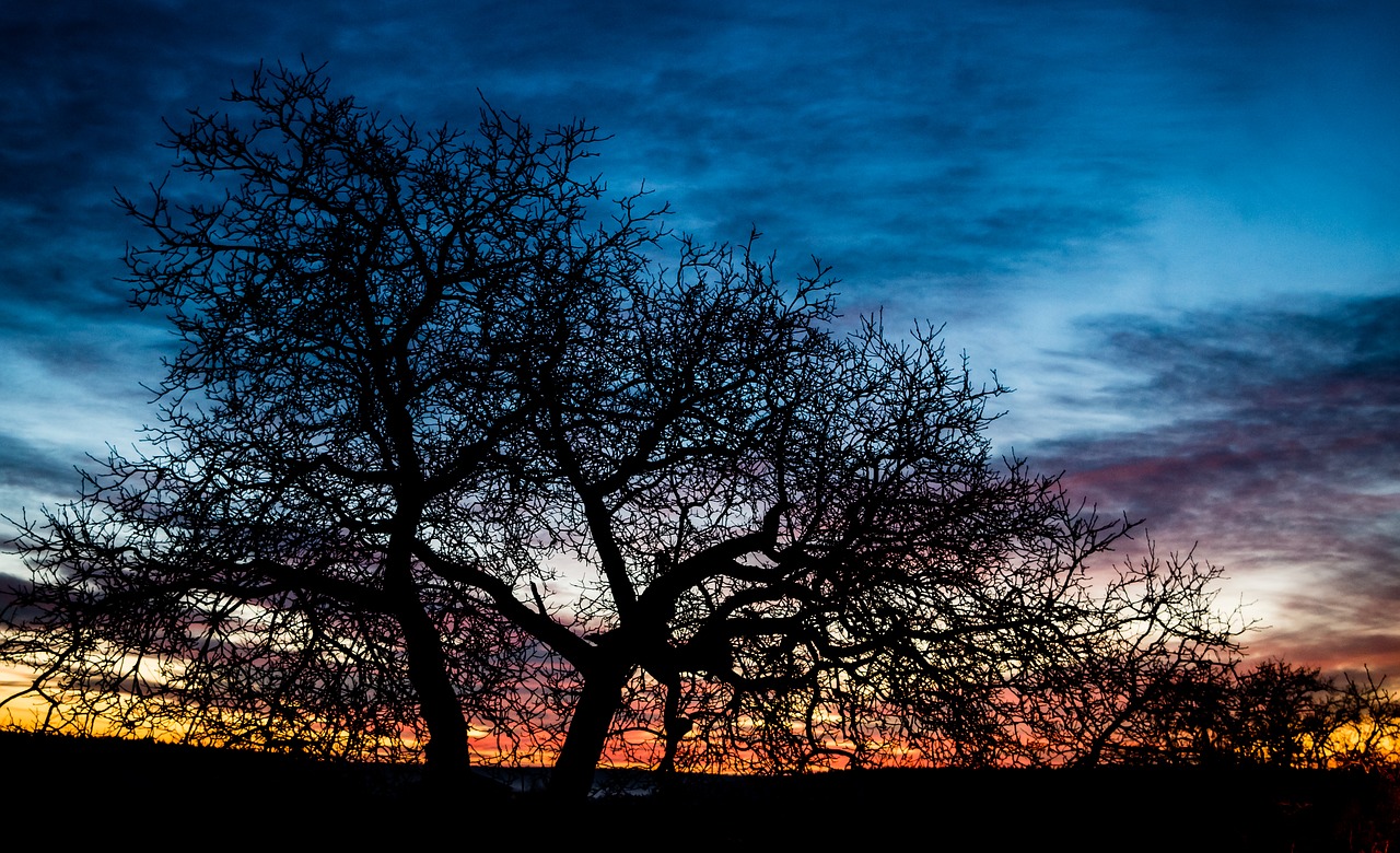 sunrise tree morgenstimmung free photo