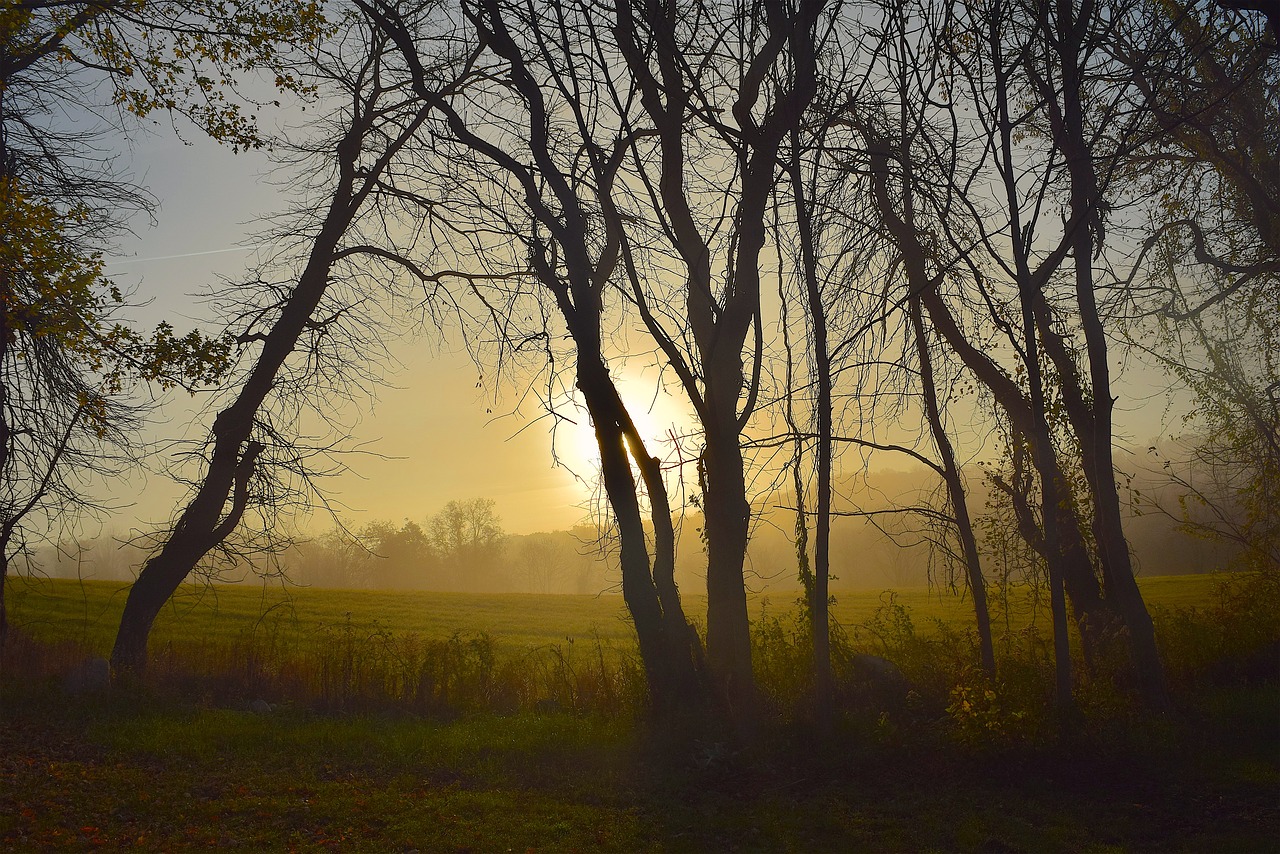 sunrise fog tree free photo