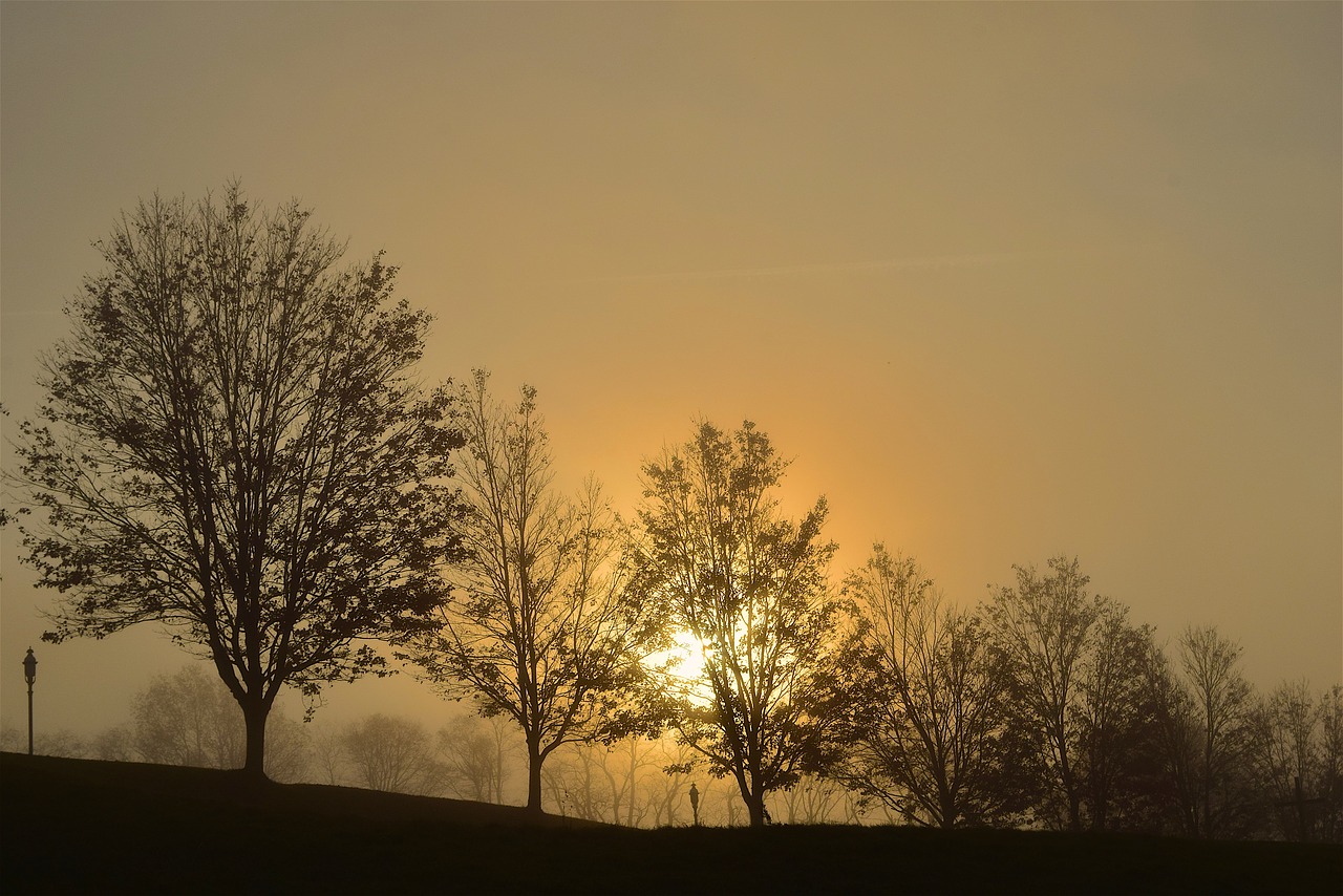 sunrise fog trees free photo