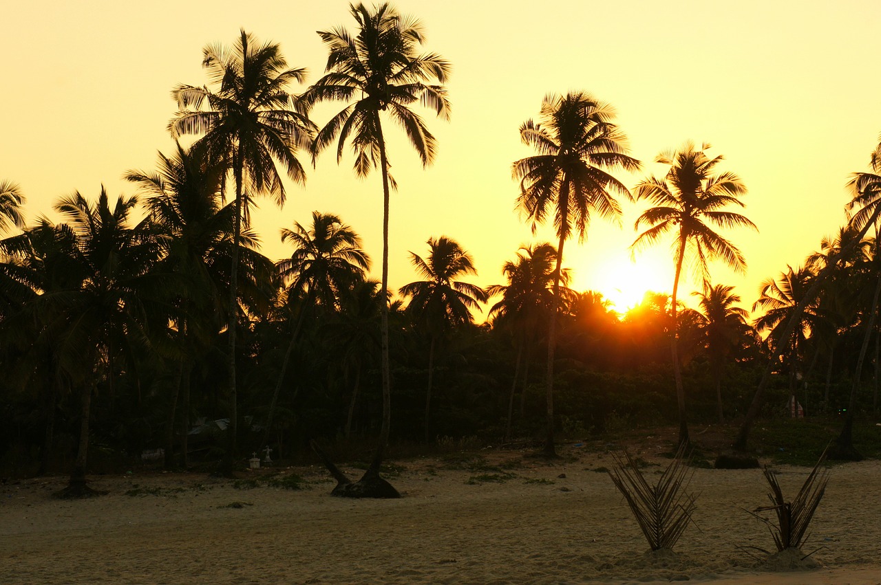 sunrise palms india free photo