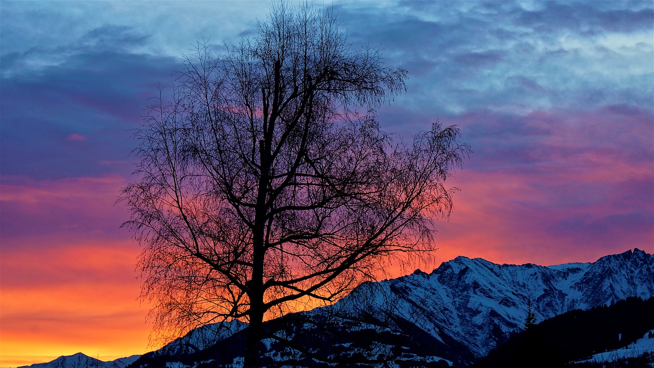 sunrise light tree free photo