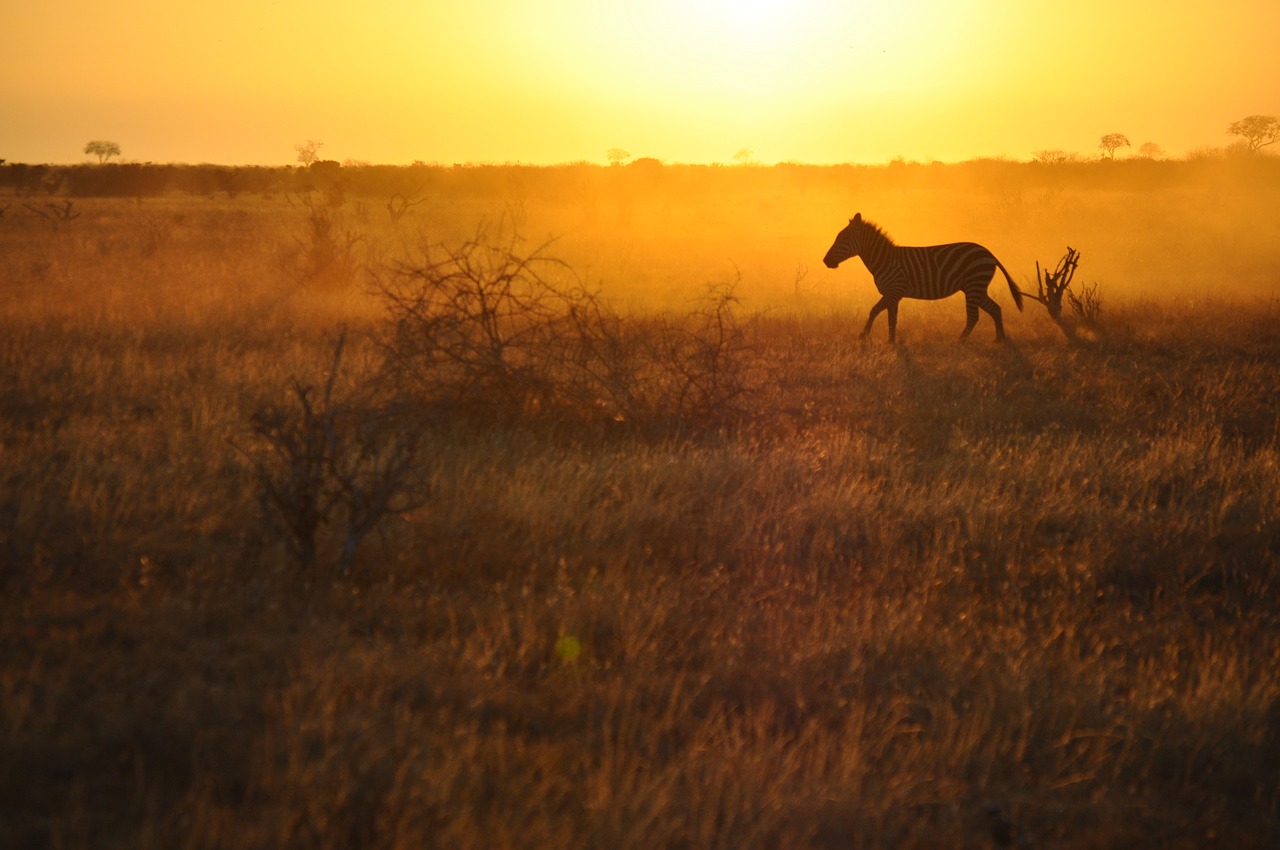 sunrise mammal dawn free photo