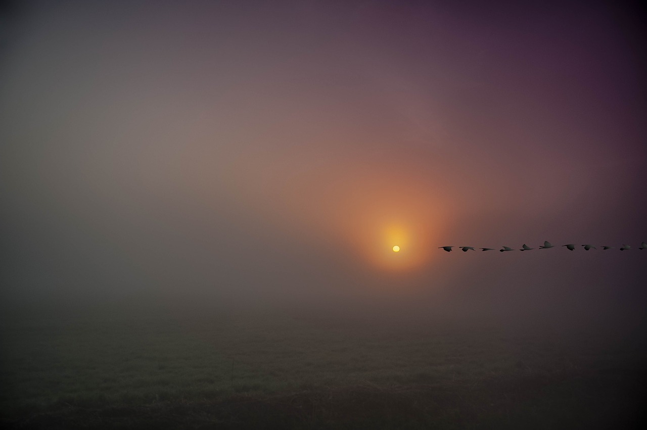 sunrise  fog morning dawn  birds free photo