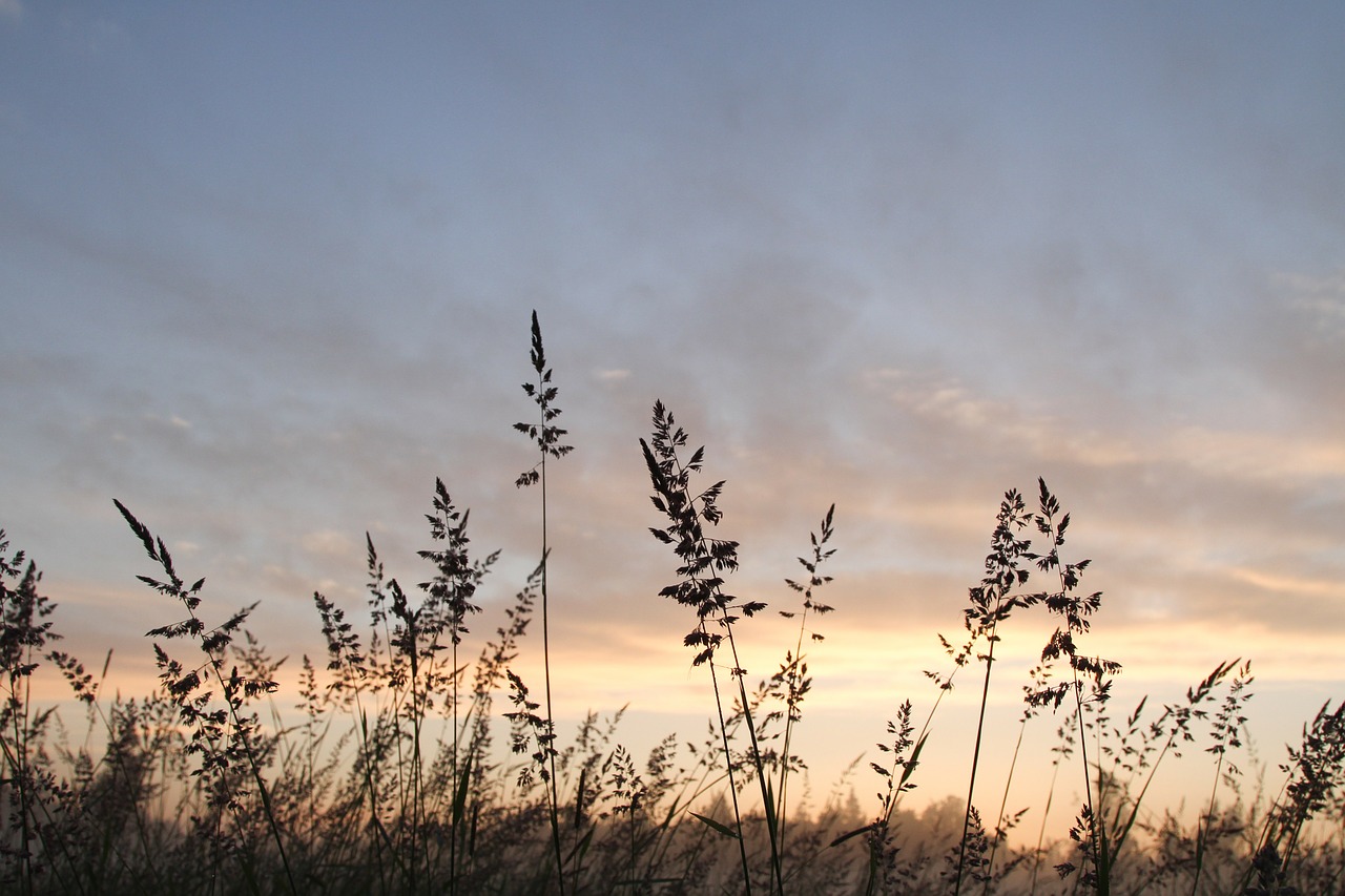 sunrise grass light free photo