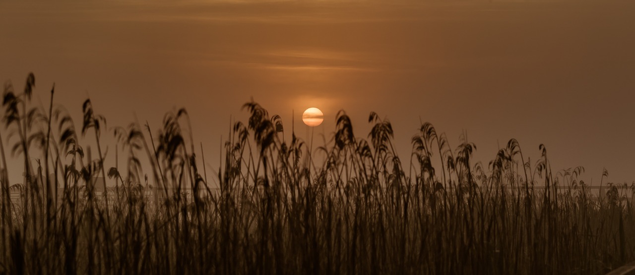 sunrise  spring lake  moor free photo