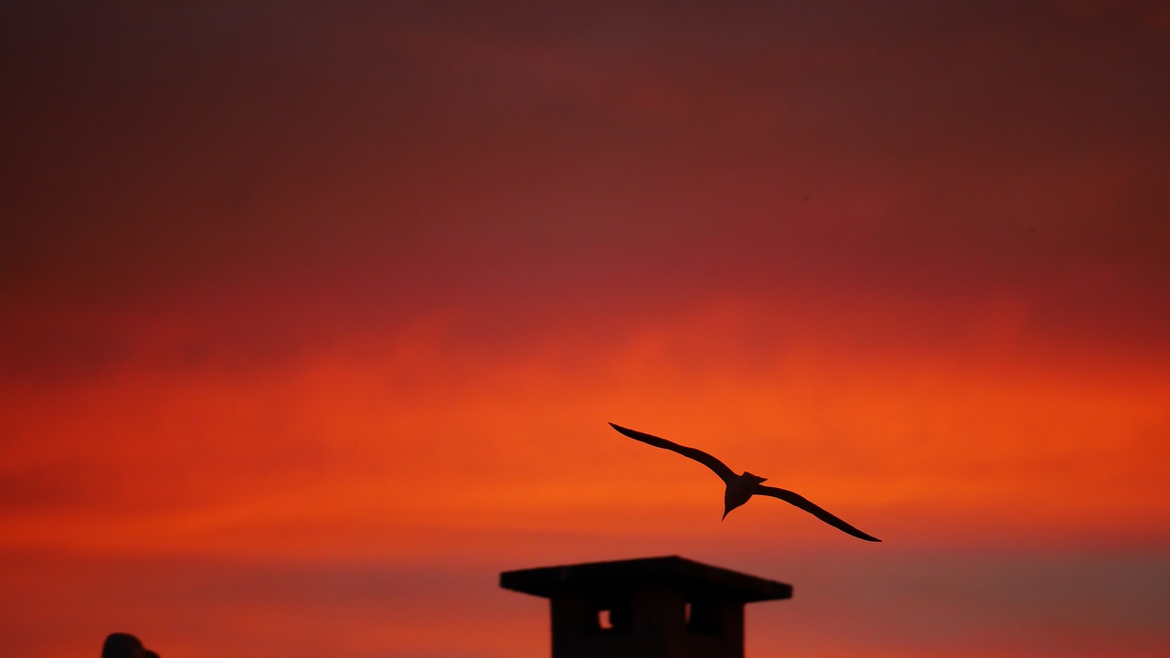 sunrise  portugal  seagull free photo