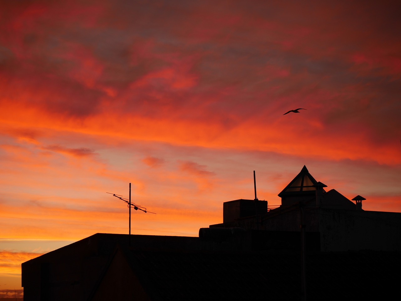 sunrise  portugal  seagull free photo