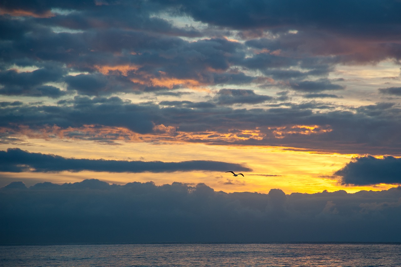 sunrise  seagull  golden free photo