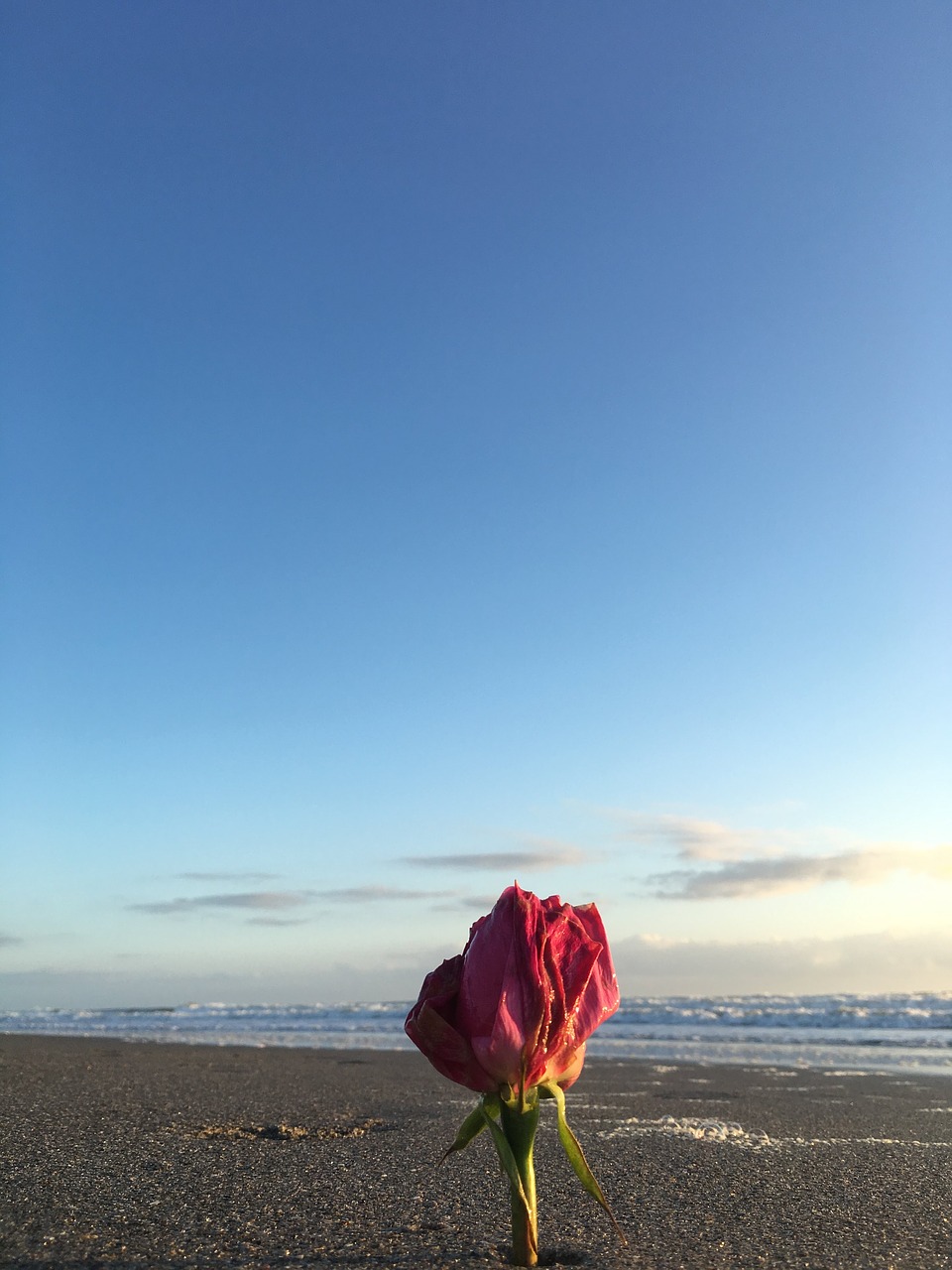 sunrise  flower  beach free photo