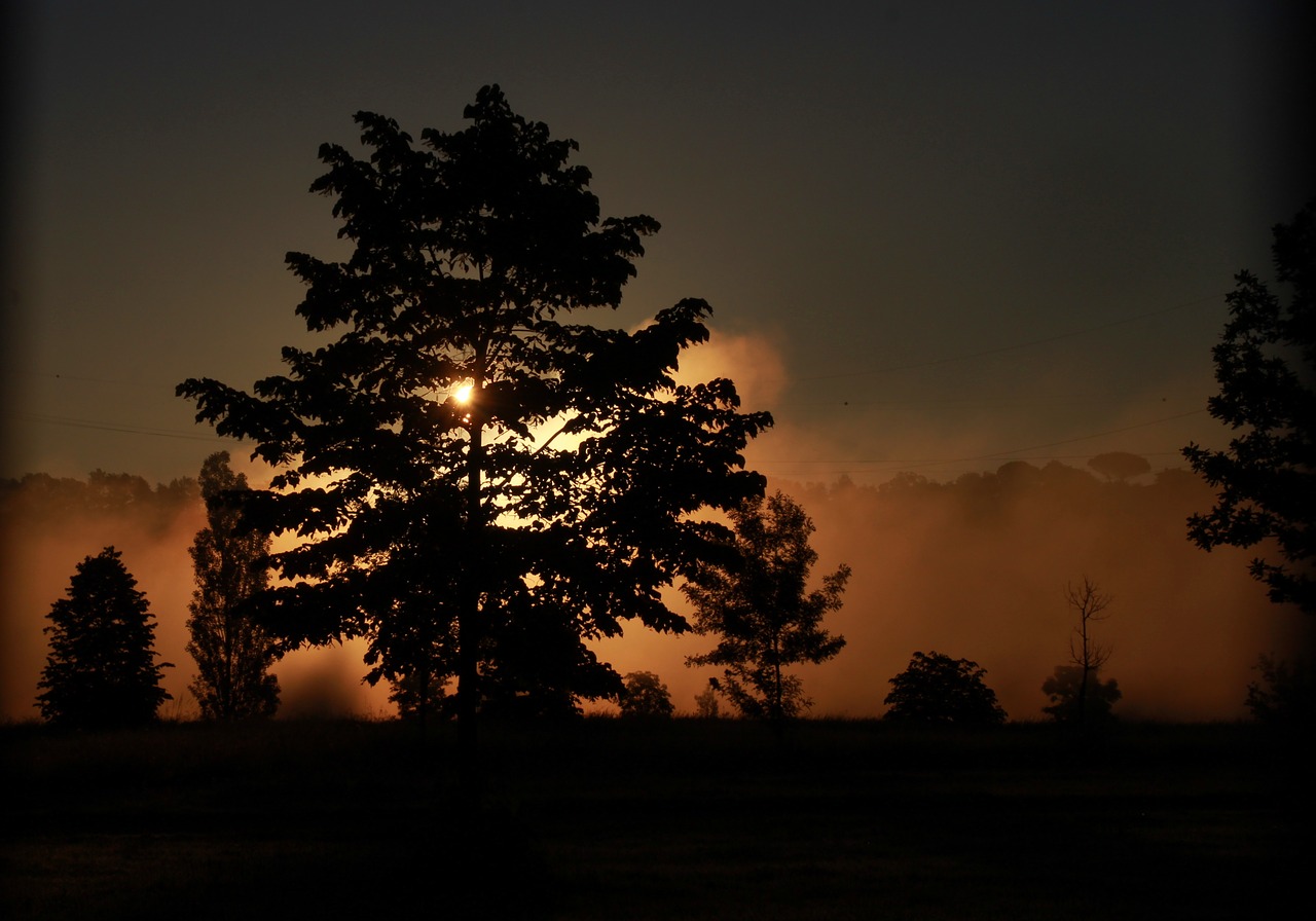 sunrise  the haze  tree free photo