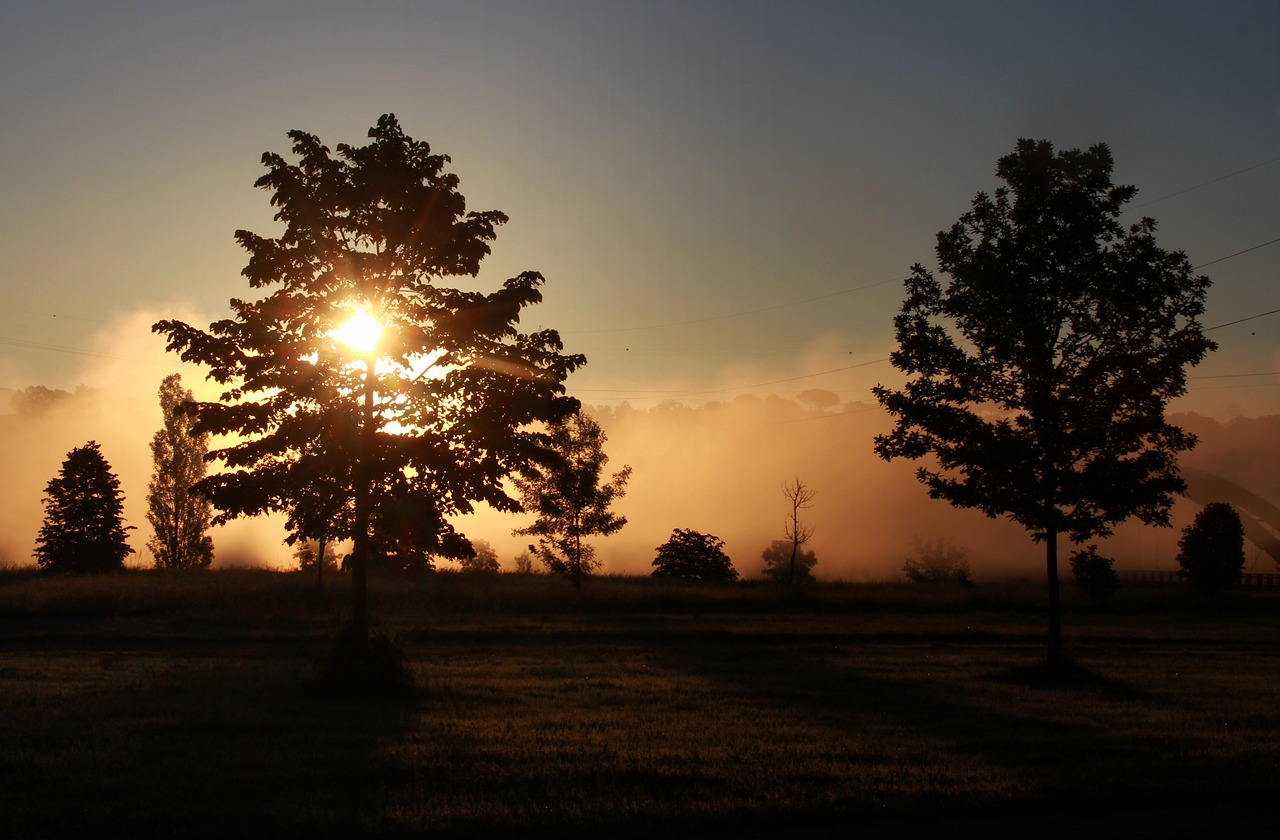 sunrise  the haze  tree free photo