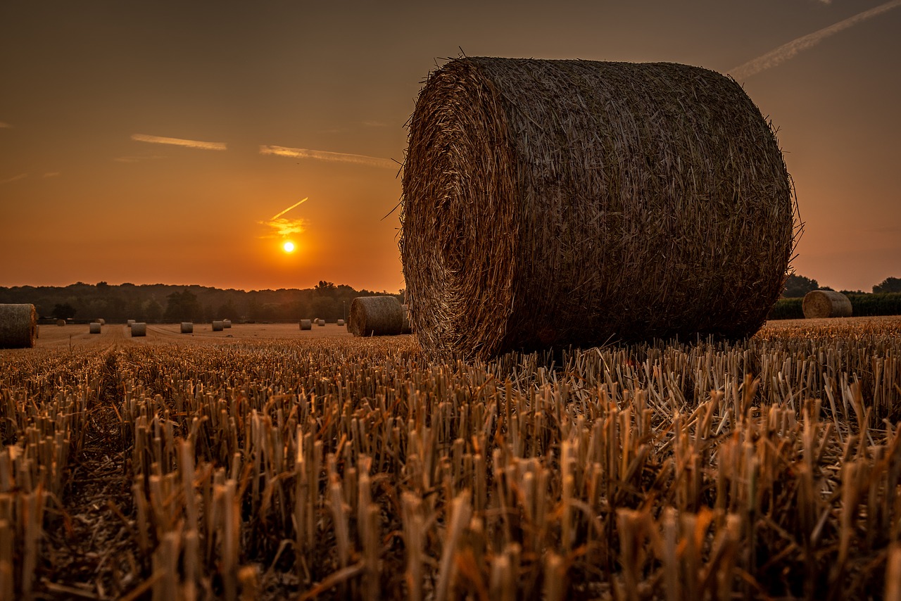 sunrise  cornfield  landscape free photo