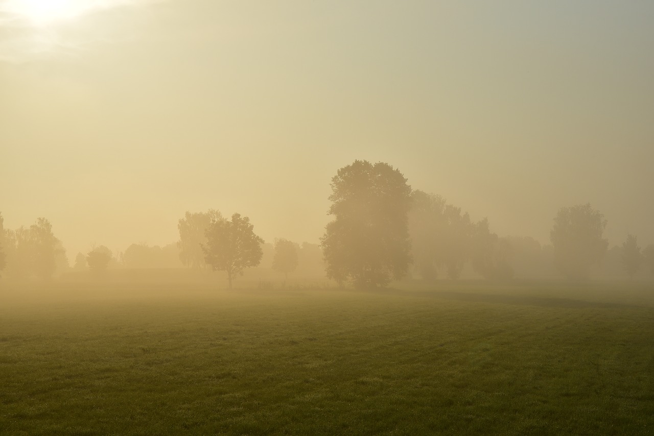 sunrise  morning mist  nature free photo