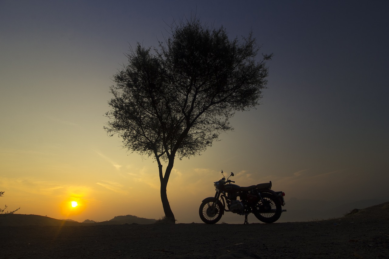 sunrise  tree  silhouette free photo