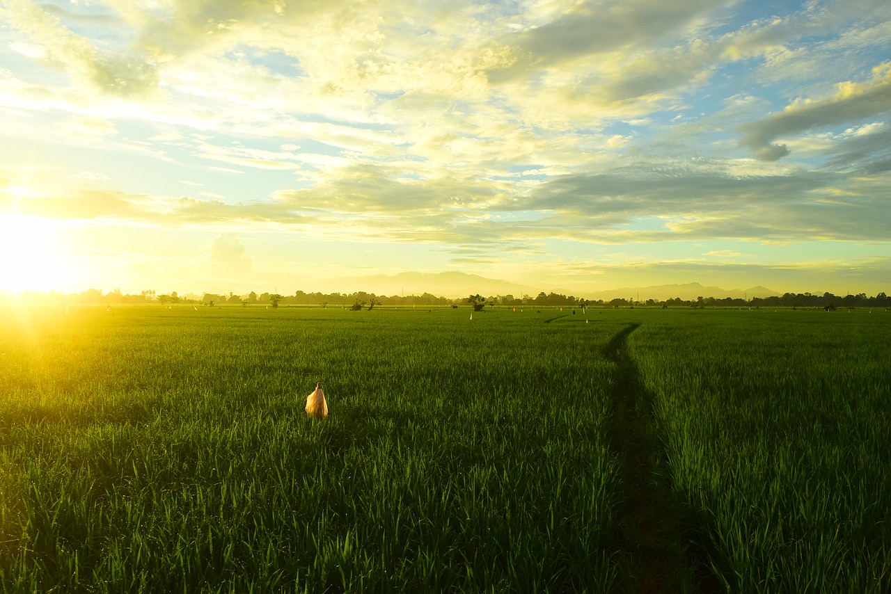 sunrise  summer  nature free photo