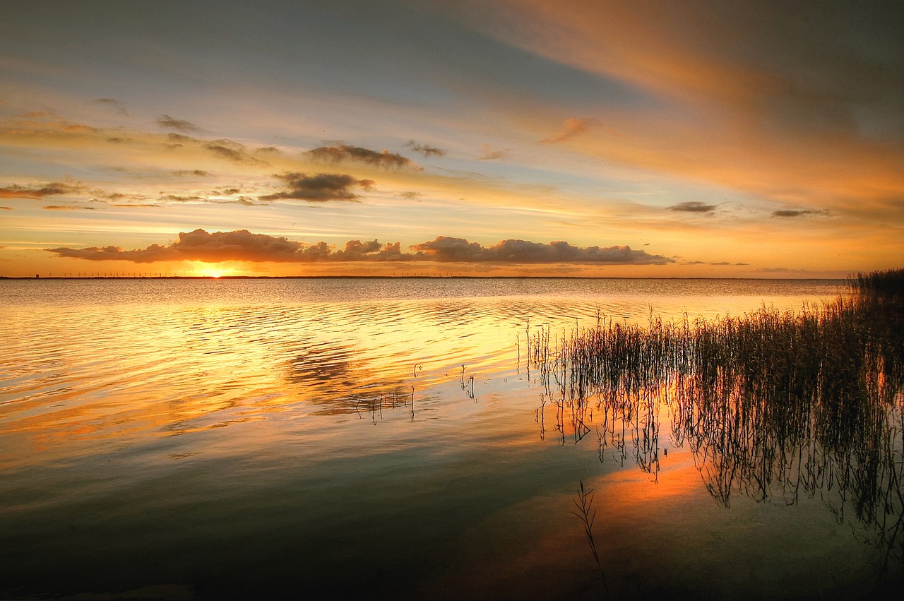 sunrise  reed  landscape free photo