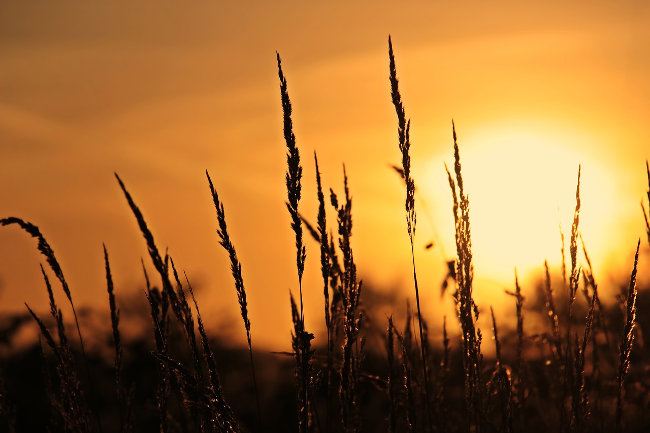 sunrise  grasses  nature free photo