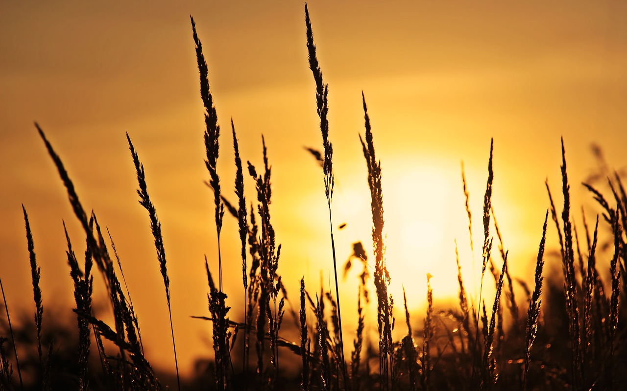 sunrise  grasses  nature free photo