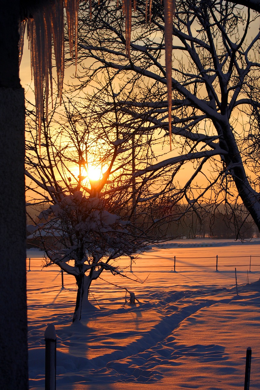 sunrise snow icicle free photo