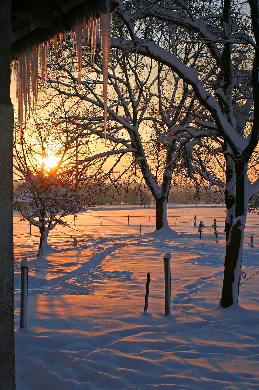 sunrise snow icicle free photo