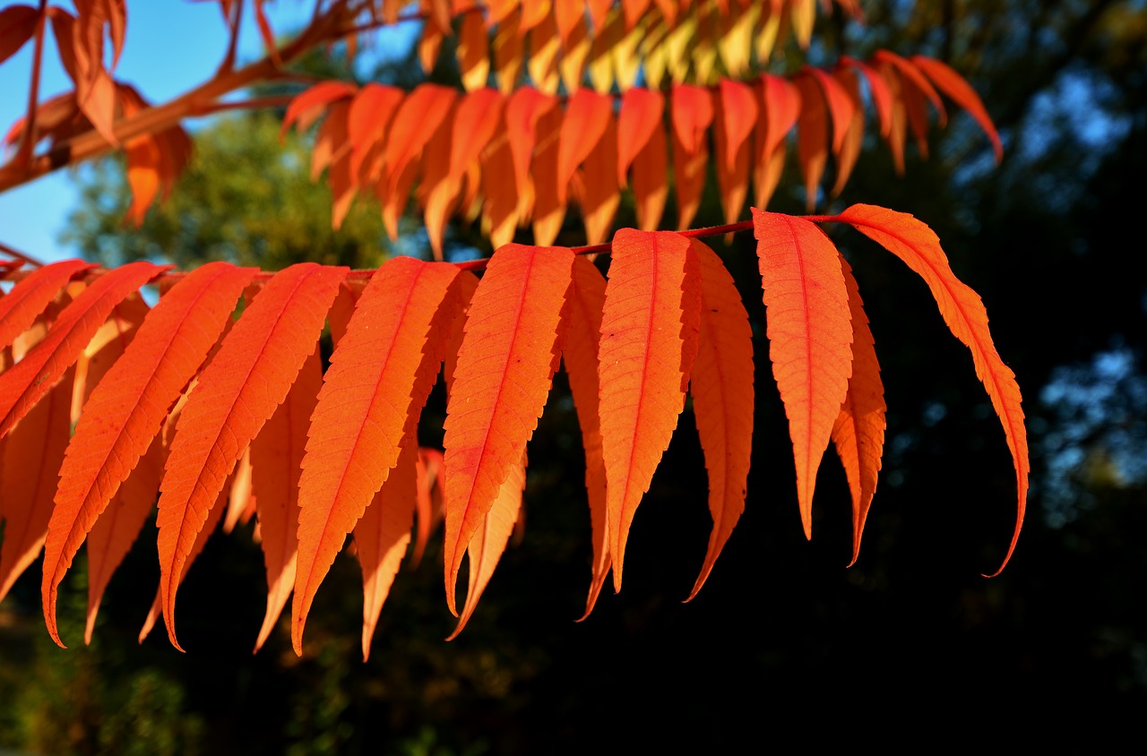 sunrise  leaves  mood free photo