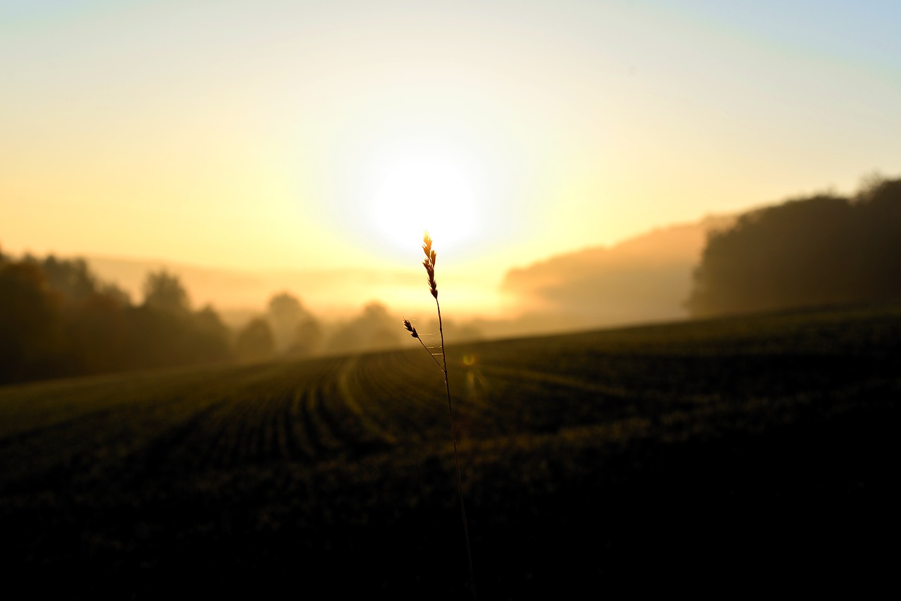 sunrise  field  grasses free photo