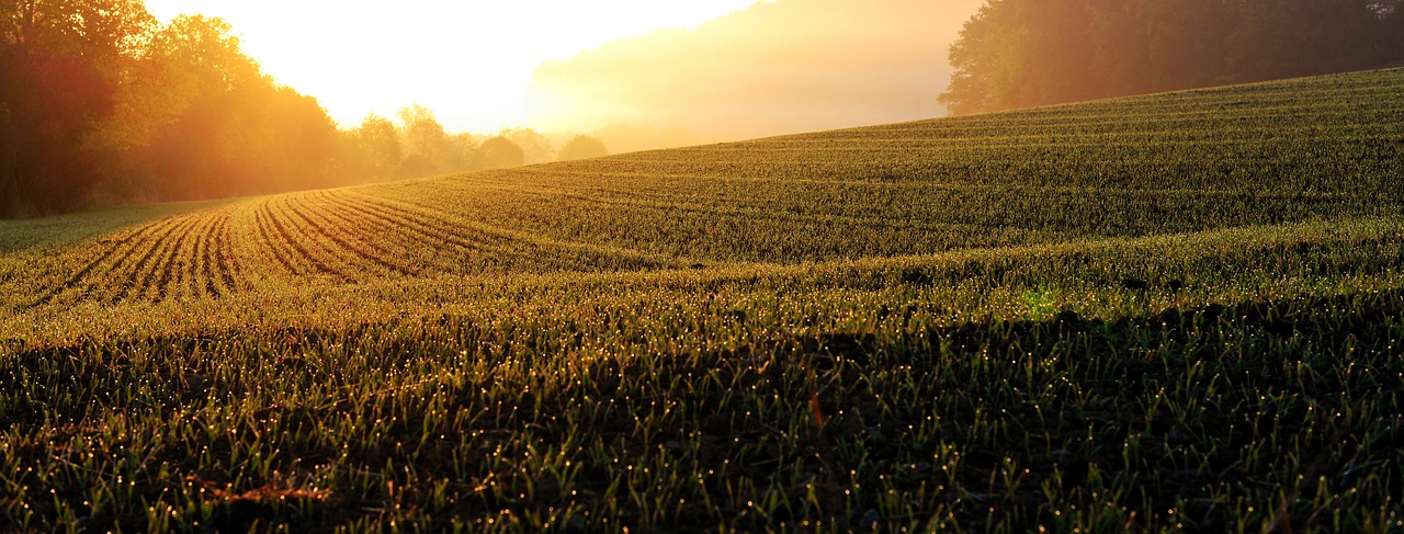 sunrise  field  landscape free photo