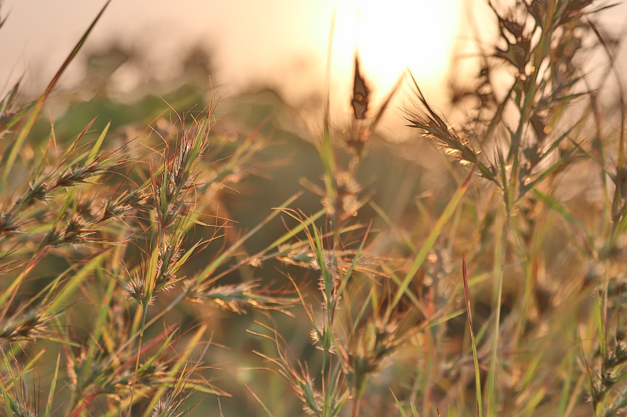 sunrise  golden  small tree free photo