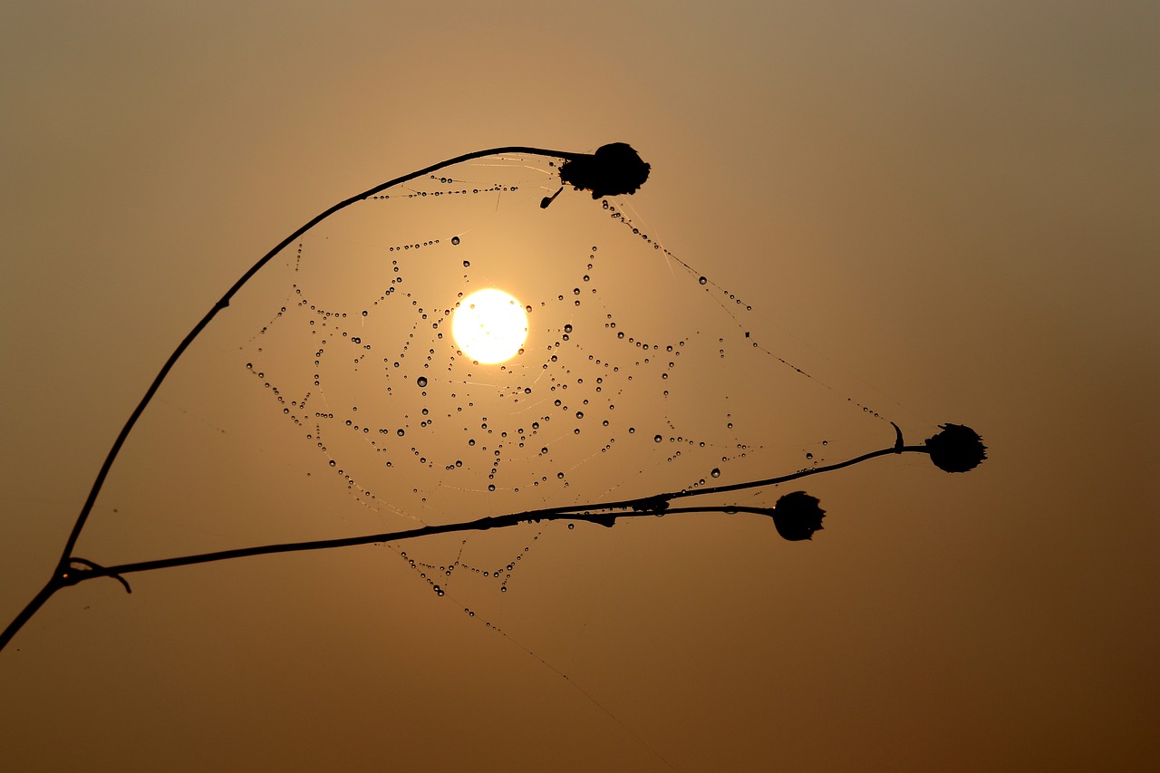 sunrise  spider web  drops free photo