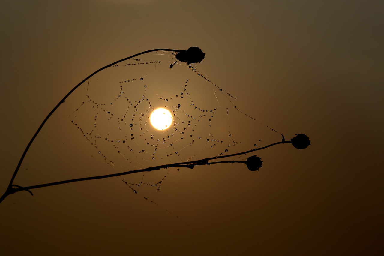 sunrise  spider web  drops free photo