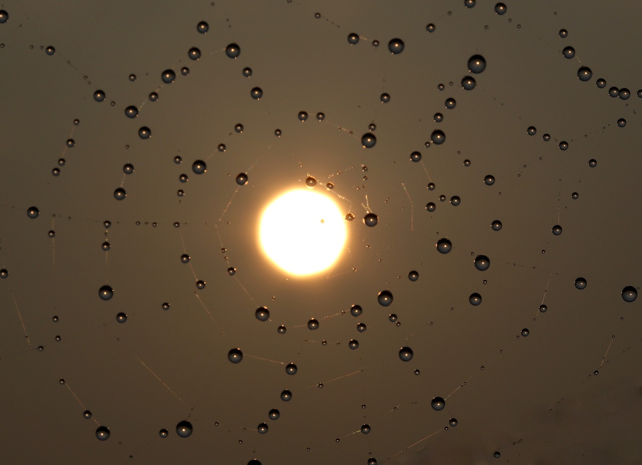 sunrise  spider web  drops free photo