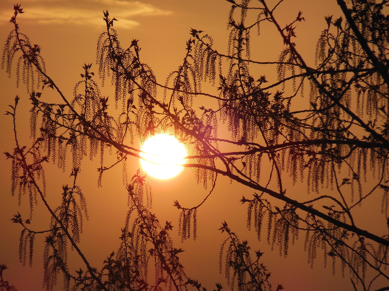 sunrise  tree  spring free photo