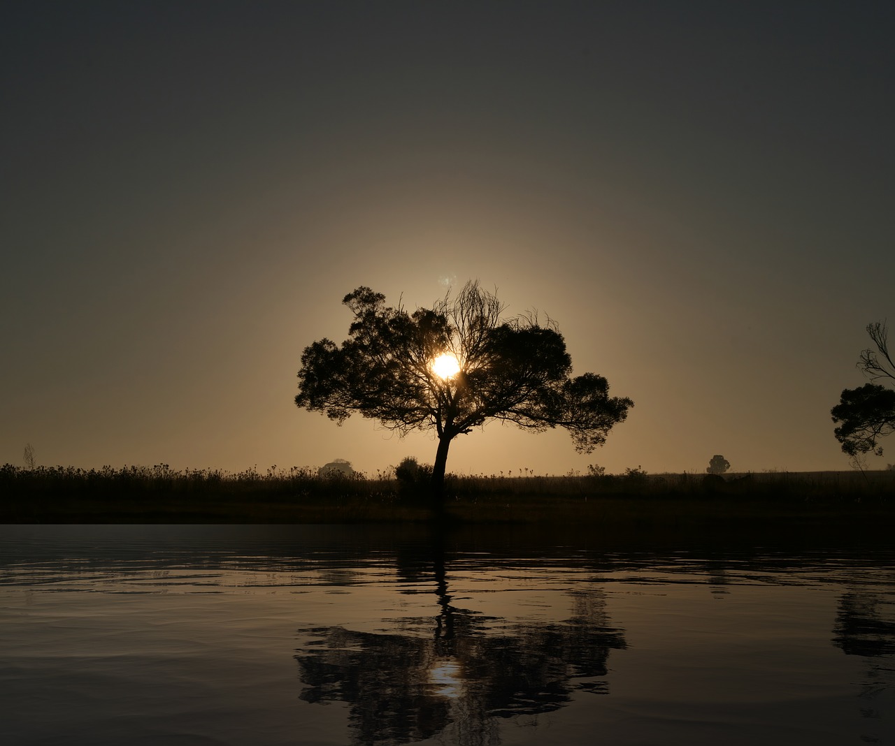 sunrise  tree  landscape free photo