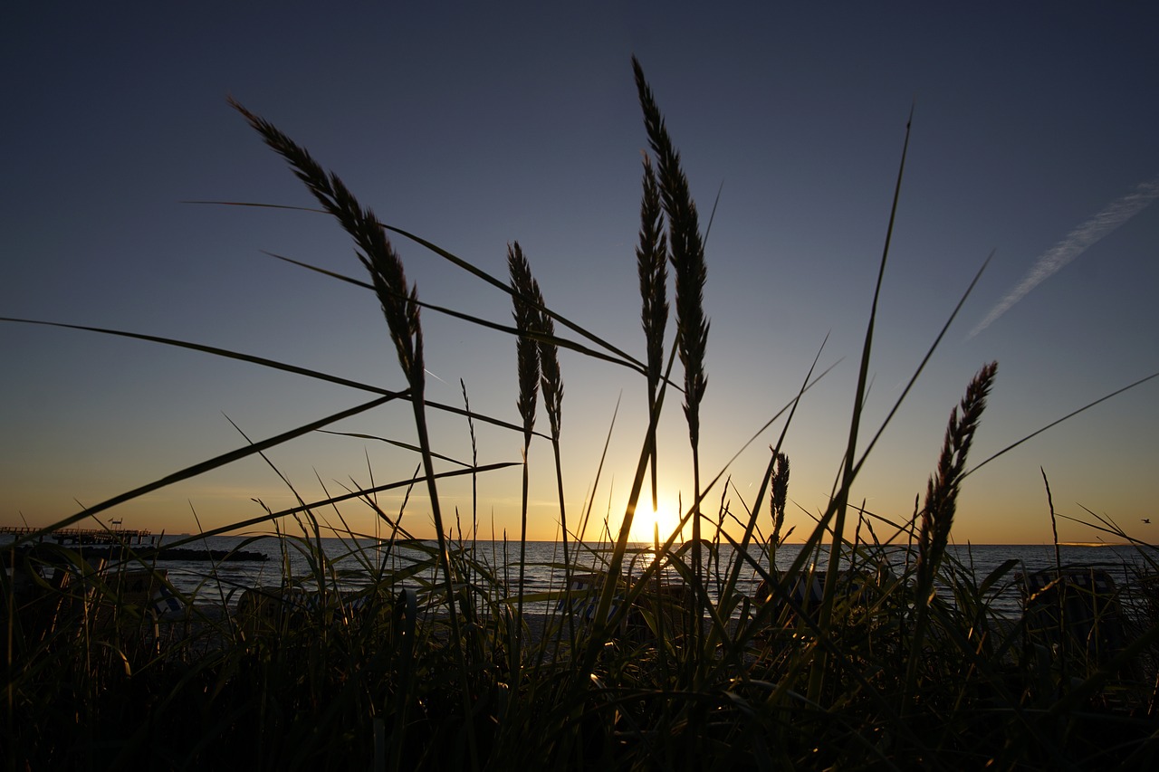 sunrise  marram grass  sun free photo