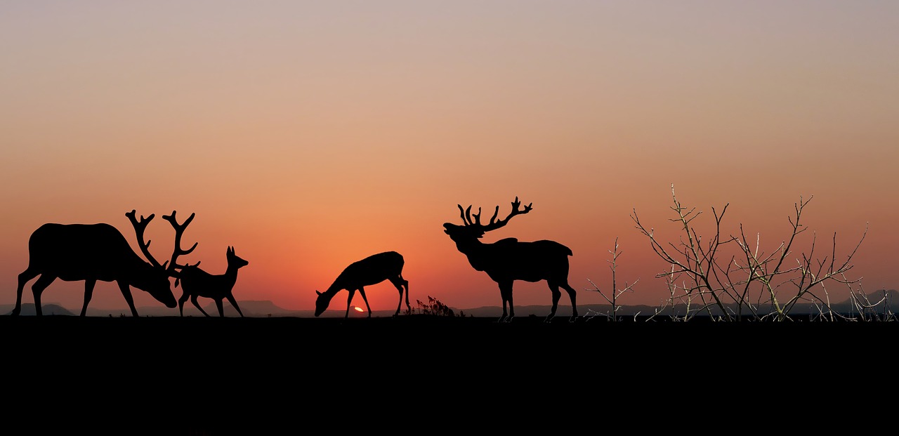 sunrise  deer  biches free photo