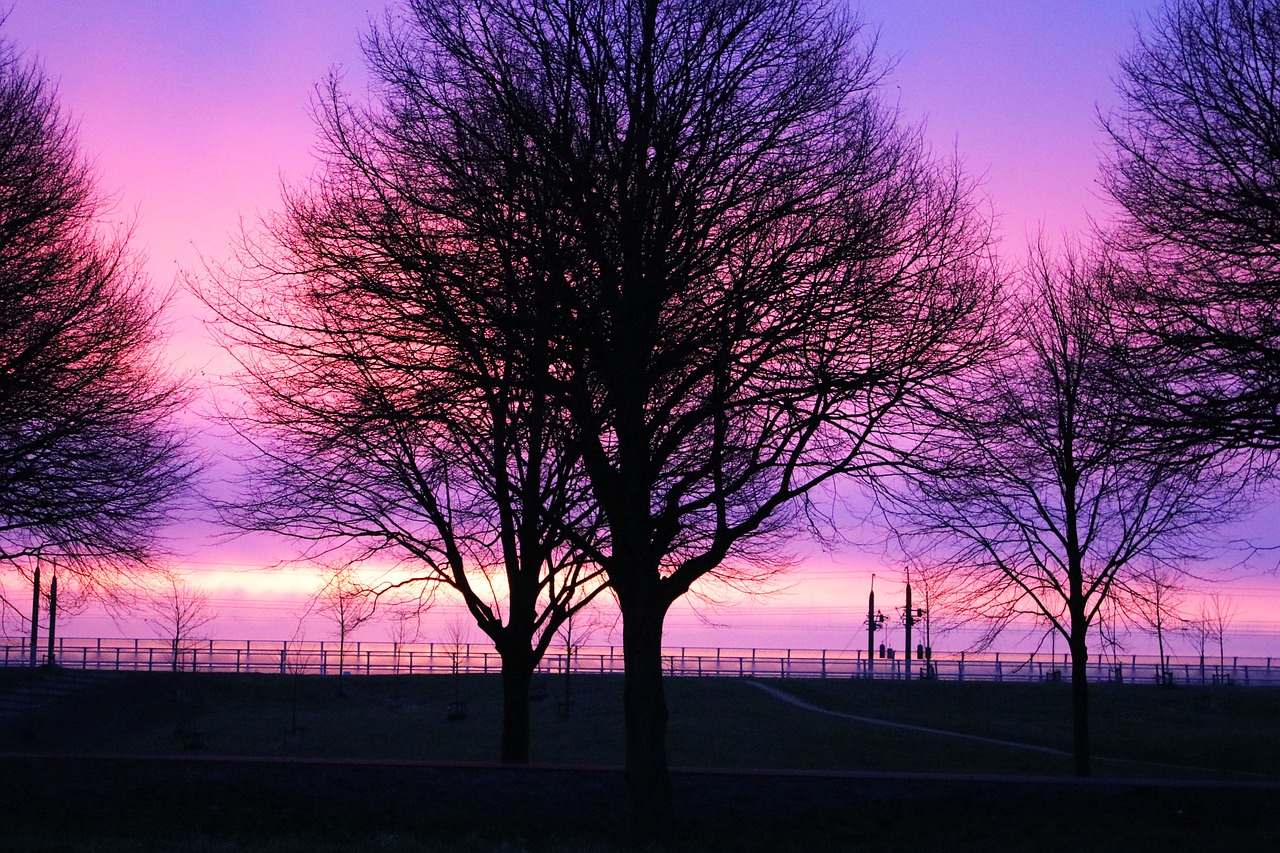 sunrise  purple  tree free photo