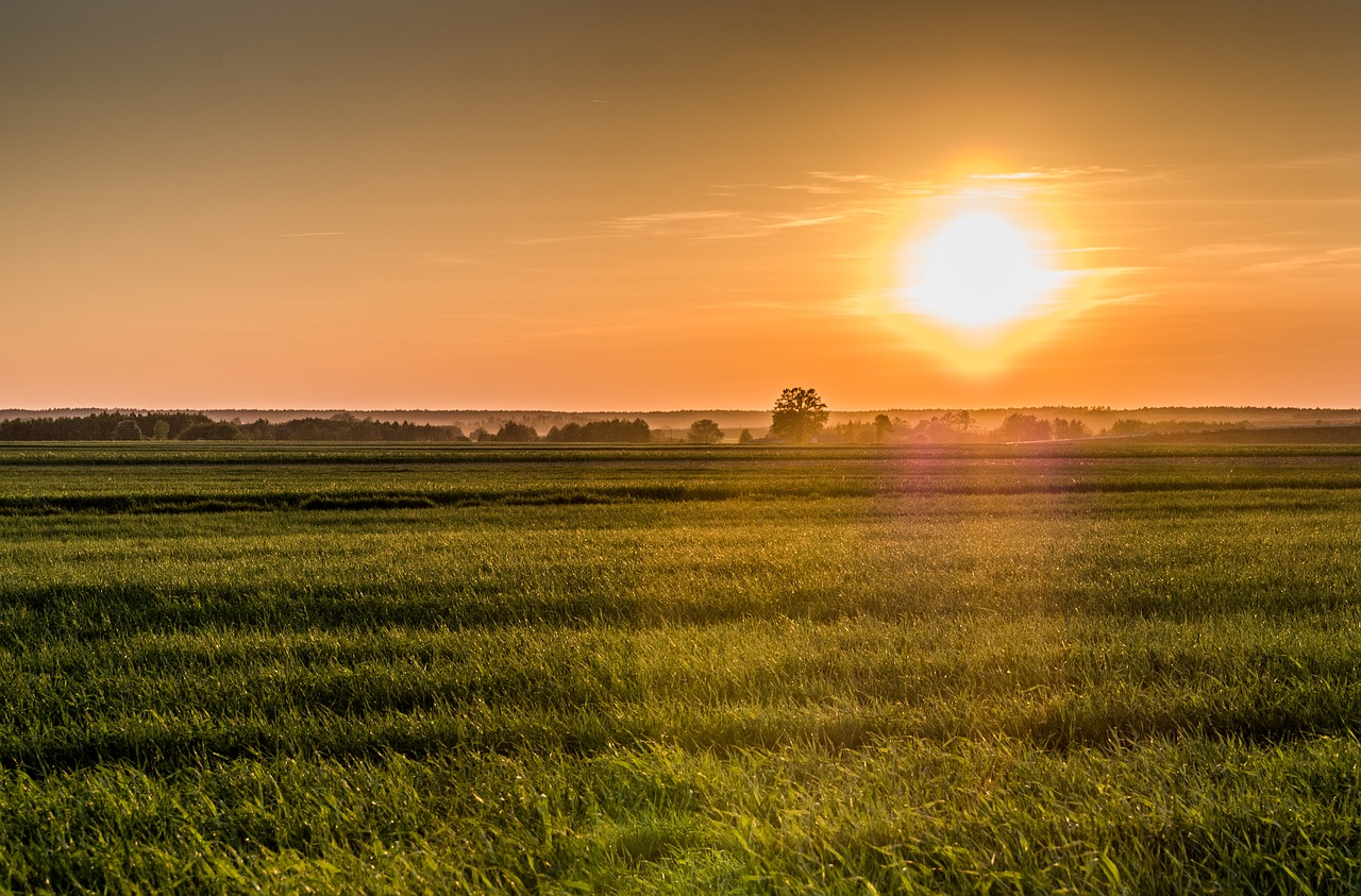 sunrise  fields  meadows free photo