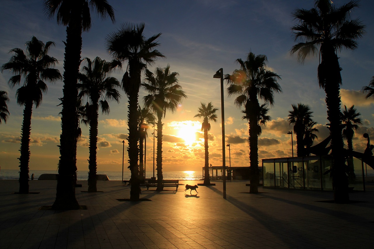 sunrise  palm trees  exotic free photo