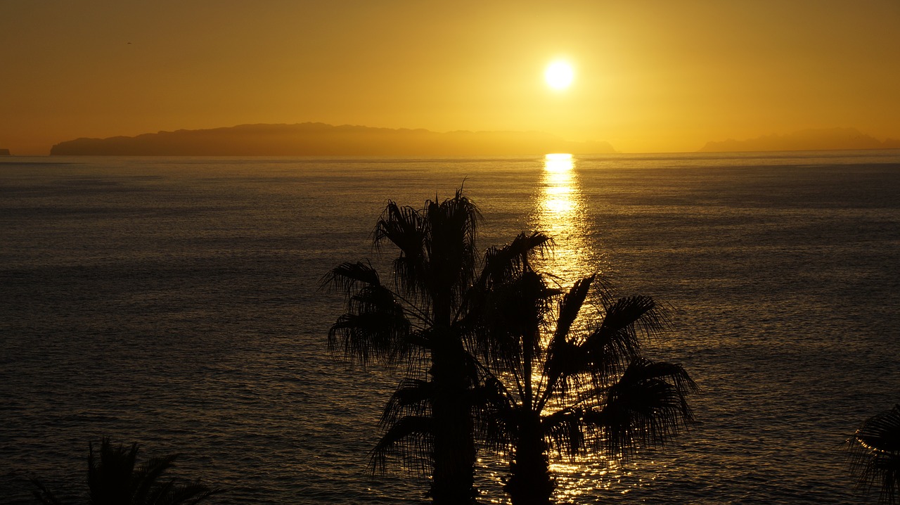 sunrise  madeira  palm trees free photo