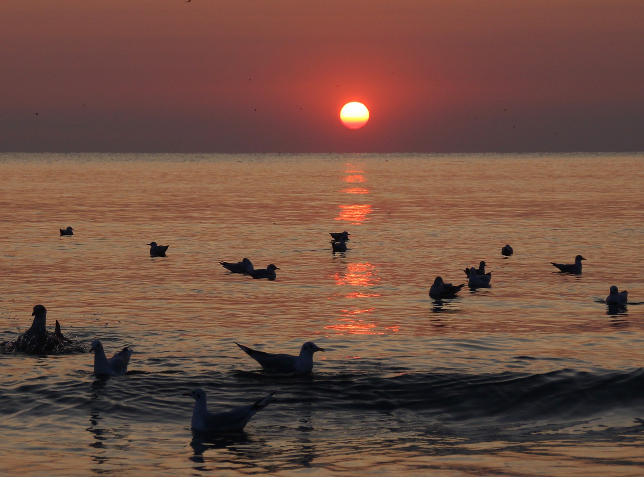 sunrise  water  seagulls free photo